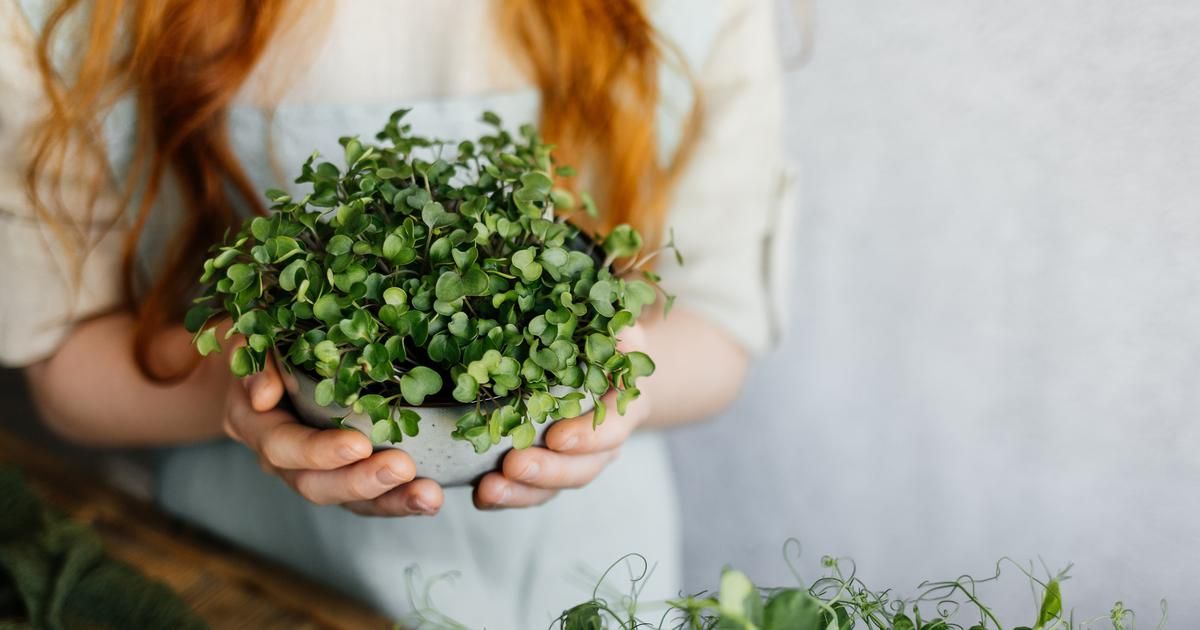 Cultiver des salades et jeunes pousses dans votre cuisine