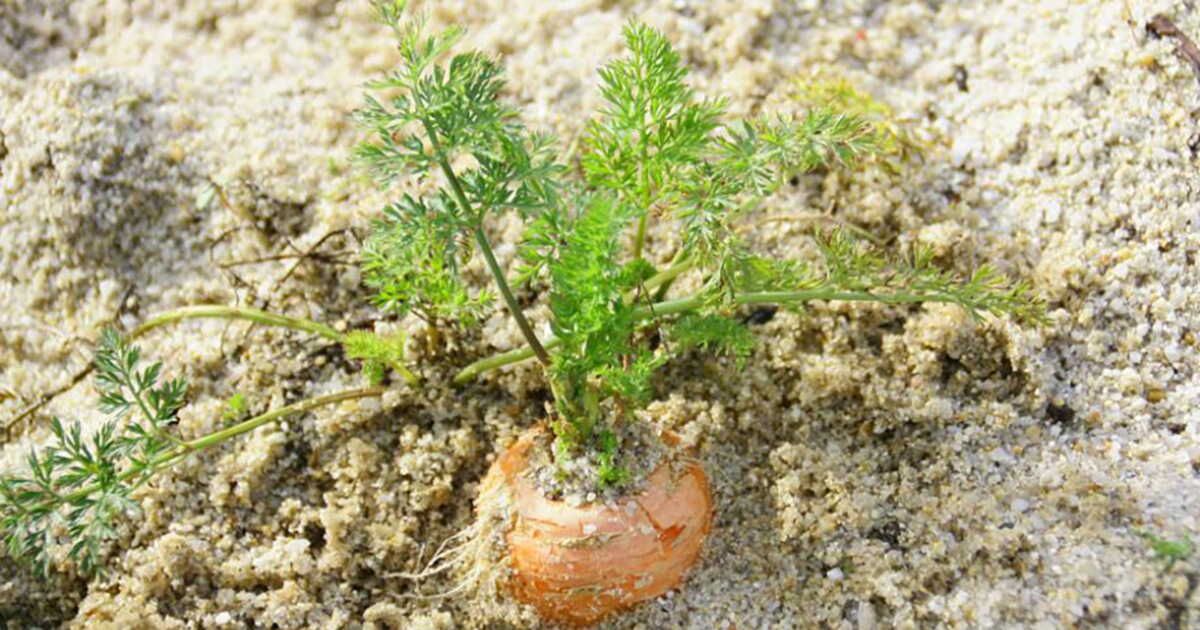 À la découverte des carottes des sables : un trésor gustatif