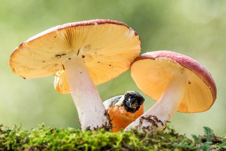L'alerte aux champignons : plus de 200 intoxications recensées cet été