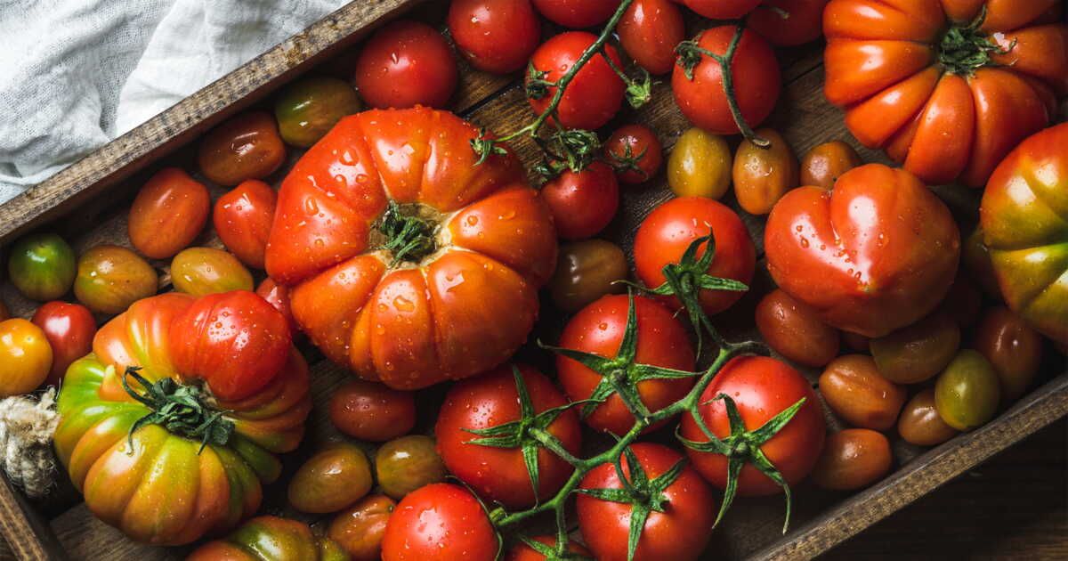 appréciez les dernières tomates de l'été avec ces 53 recettes délicieuses