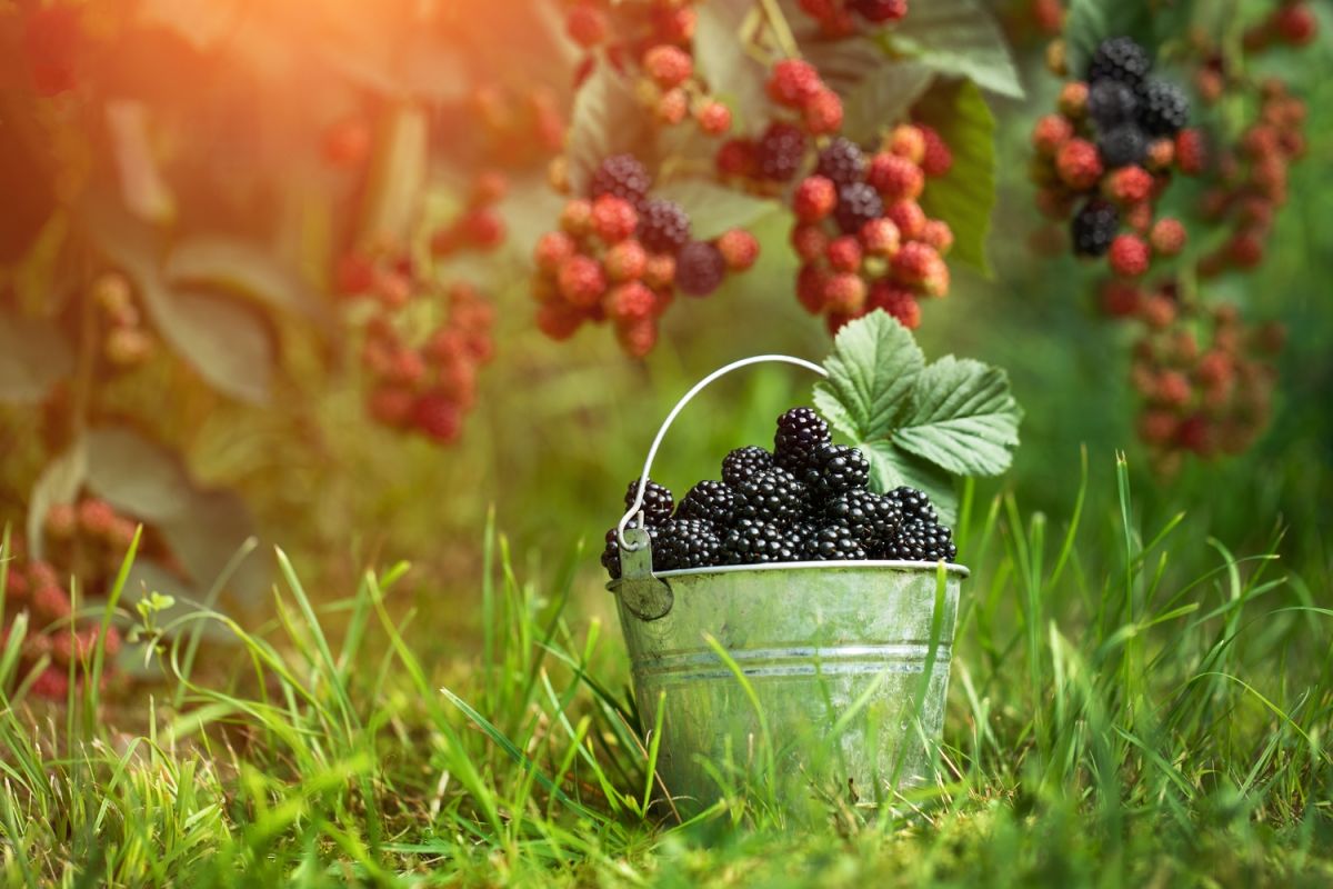 12 recettes savoureuses à base de mûres