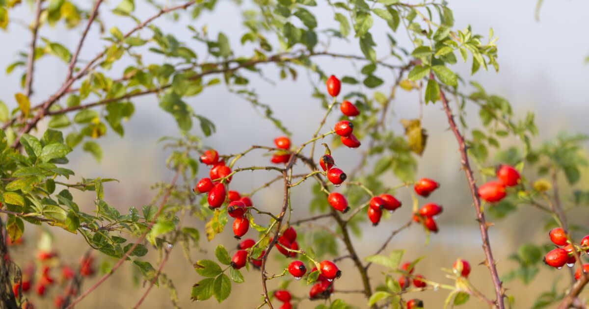 Le cynorrhodon : un trésor de vitamine C à découvrir
