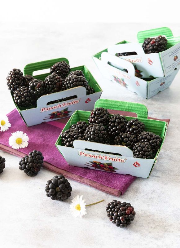 La mûre : un petit fruit aux grands bienfaits