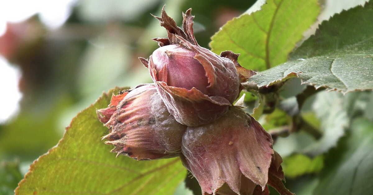 La noisette, un trésor culinaire à découvrir