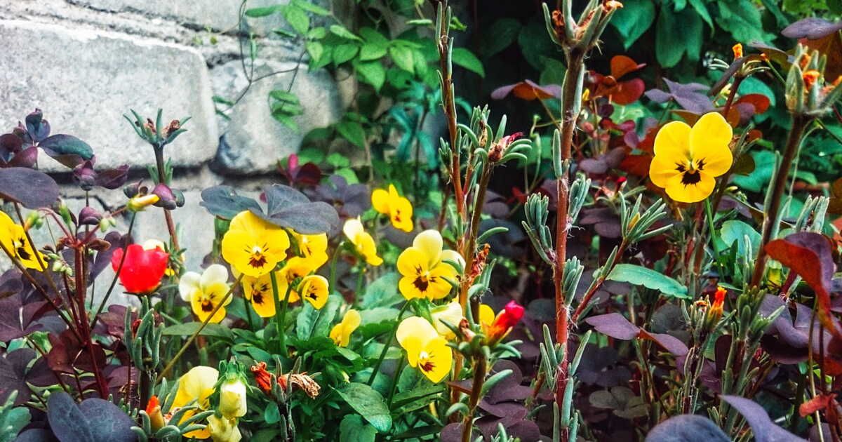 les fleurs comestibles qui embellissent vos plats