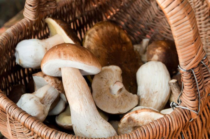 Champignons : vigilance requise pour éviter les intoxications
