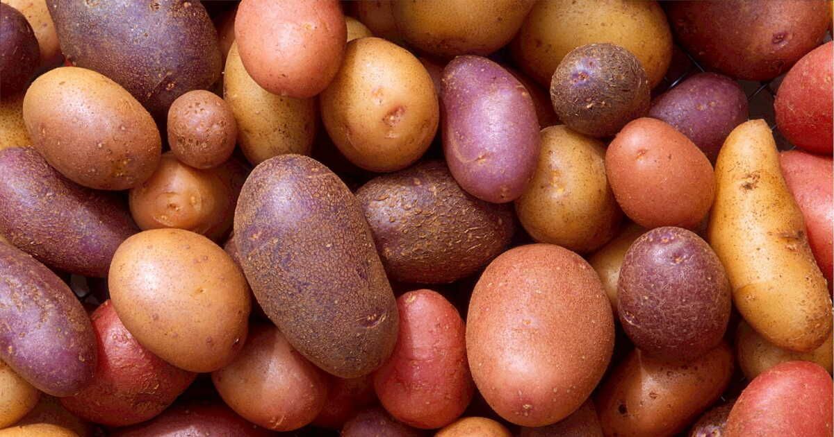 Peut-on congeler des pommes de terre ?